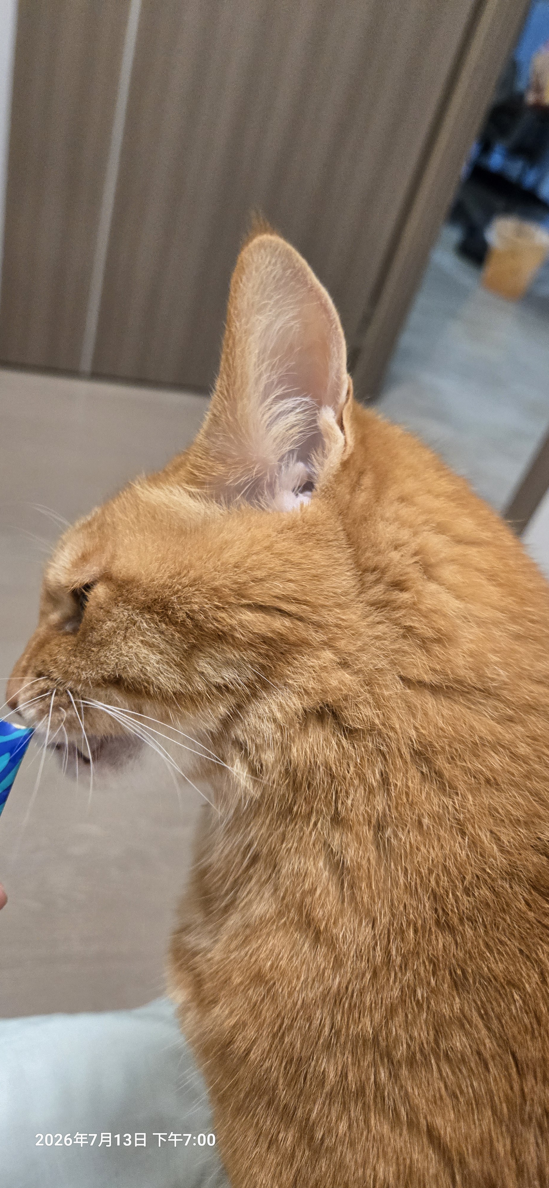 LEGENDSANDY蓝氏猫零食全价主食猫条鲜肉猫湿粮罐头混合味16g*120支 实拍图