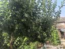 KOOGIS凡士林手足皴裂膏脚后跟干裂膏开裂起硬皮足跟护足皲裂膏护手霜 实拍图