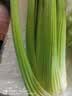 西芹1kg 实拍图