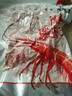 隽品湾南极磷虾肉虾仁去头去壳虾干大号野生深海鳞虾米淡干虾皮无添加盐 【深海野生】100g*5袋 实拍图
