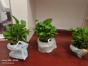京东绿植绿萝盆栽除甲醛花卉绿植办公室新房净化空气180加仑4盆装源头直发 实拍图