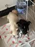 疯狂小狗小型犬幼犬成犬狗粮宠物泰迪柯基鸡肉鱼油PLUS通用粮1.5kg3斤 实拍图