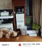 比瑞吉狗粮小型犬成犬粮泰迪贵宾俱乐部系列山药果寡糖促消化橄榄油2kg 实拍图