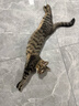 弗列加特猫粮 全价鲜肉天然粮 磷虾油美毛配方 幼猫粮鸡肉味100g 实拍图