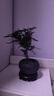 文竹盆栽绿植花卉盆景植物室内客厅水培文松云竹文竹大苗四季常青 文竹+舍得陶瓷盆+塑料圆底托 高度15-25cm 实拍图