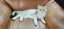 皇家猫粮 挑嘴成猫猫粮 高适口性 EF38 通用粮 12月以上 4KG 实拍图