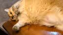 皇家猫粮 成猫猫粮 营养均衡 F32 通用粮 1-7岁 15KG 实拍图