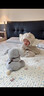 BABYGREAT婴儿浴巾儿童洗澡巾斗篷带帽子新生儿宝宝连帽包巾珊瑚绒吸水速干 实拍图