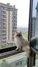皇家猫粮 英短成猫粮 BS34 通用粮 12月以上 10KG 实拍图