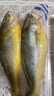 三都港 冷冻黄花鱼700g/2条装 宁德大黄鱼 深海鱼 生鲜 鱼类 海鲜水产 实拍图