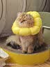 欢宠网伊丽莎白圈猫宠物狗猫咪狗狗绝育软项圈头套脖套防舔防咬脖圈耻辱 实拍图