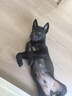 普安特宠物狗狗驱虫药犬非泼罗尼体内外一体犬虱跳蚤爱滴克+内驱 实拍图