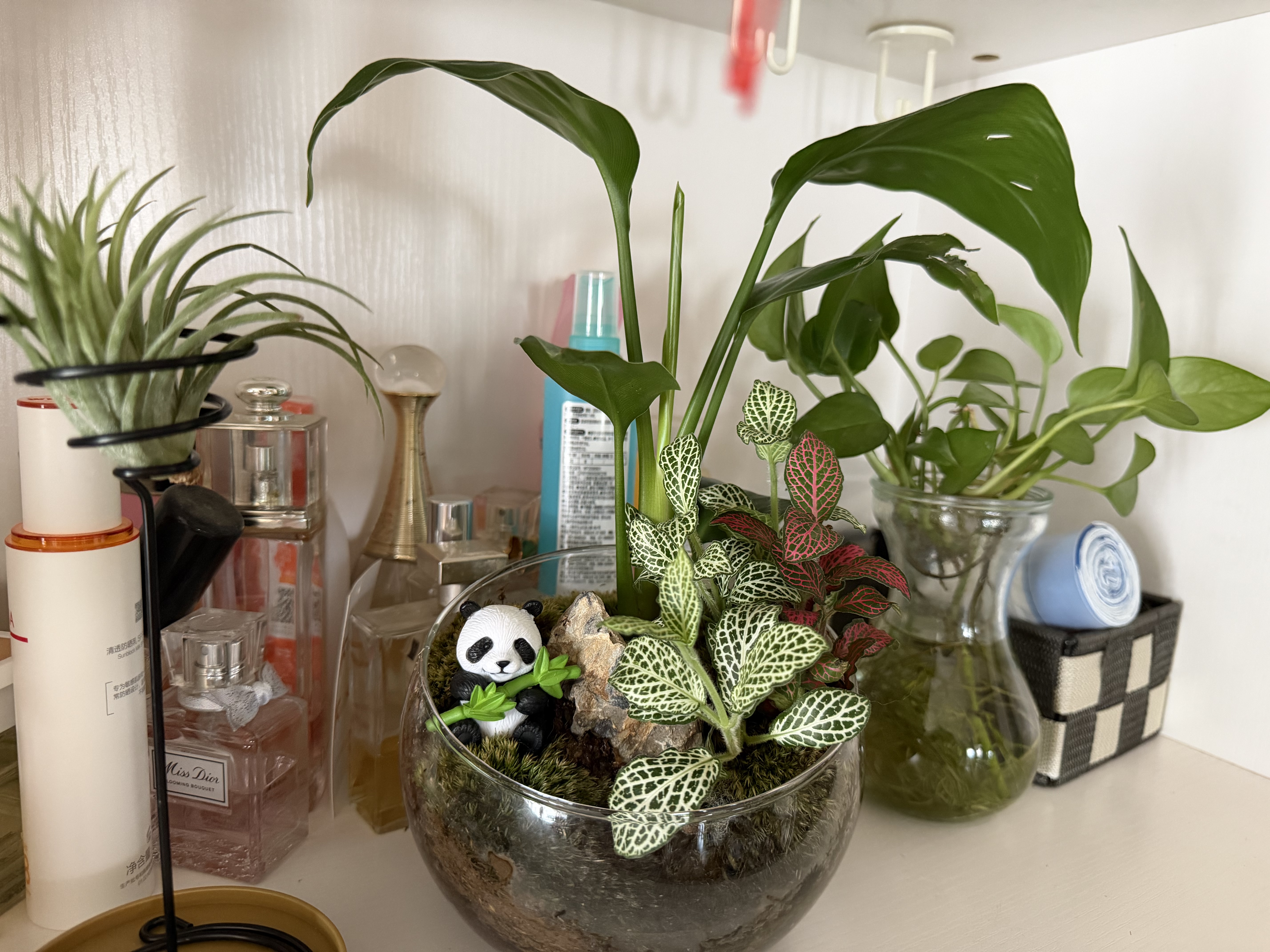史丹利（STANLEY）水培植物营养液富贵竹专用郁金香水仙花室内盆栽通用型肥料125ml 实拍图