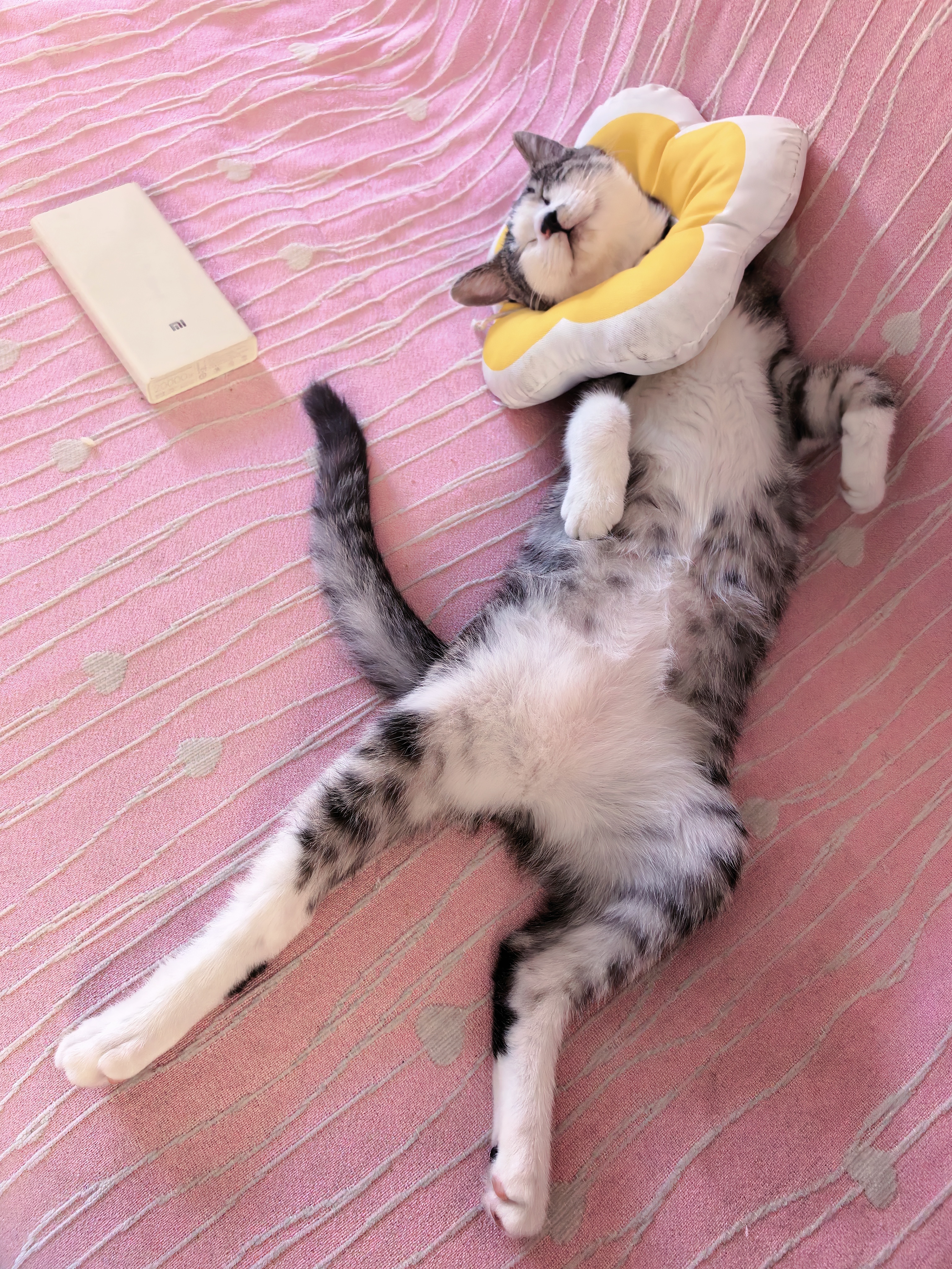 华元宠具（hoopet）猫咪伊丽莎白圈幼猫项圈宠物狗狗耻辱颈圈脖圈头套犬防舔防咬头罩 实拍图