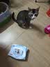 京东京造宠物免洗手套猫咪狗狗专用湿巾去味洗澡幼犬干洗清洁除臭抑菌20片 实拍图