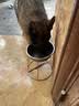 雷米高（RAMICAL）狗粮肉蔬全价犬粮泰迪比熊拉布拉多金毛益消肉果犬粮20斤装 实拍图