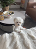 皇家狗粮 幼犬狗粮 宠物 小型犬 MIJ31 全价犬粮 2-10月 2KG 实拍图