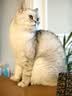 珍致（FancyFeast）泰国进口金罐成猫幼猫补充营养湿粮猫罐头猫咪零食罐头 金枪鱼+银鱼口味24罐 实拍图