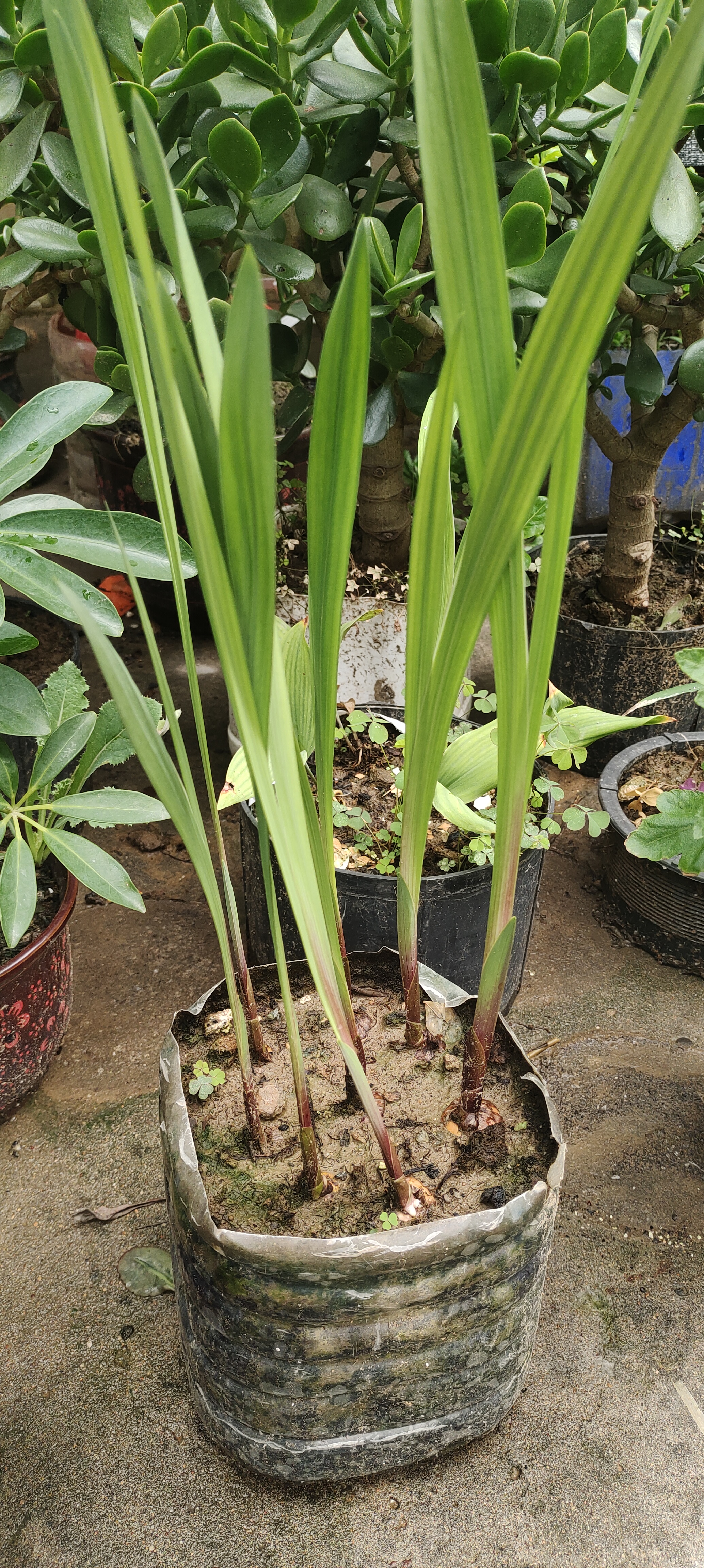 进口剑兰种球切花室内外庭院唐菖蒲种四季易活耐寒植物多年生花卉 国产剑兰种球（混色） 10个球（买多更便宜） 实拍图