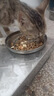 醇粹金标冻干猫粮全价鸡肉鱼肉猫粮营养均衡呵护肠胃 5kg【宠物金选】 实拍图
