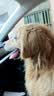 雷米高（RAMICAL） 成犬幼犬全价犬粮泰迪金毛拉布拉多柯基比熊澳宝犬粮18kg 36斤 实拍图