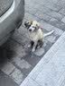 冠能狗粮大中型犬幼犬狗粮12kg 全价狗粮 添加牛初乳 实拍图
