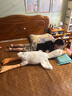 熊猫熊大白鹅玩偶抱枕睡觉长条毛绒玩具布娃娃公仔七夕情人节礼物送女友 实拍图