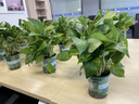 京东绿植绿萝盆栽除甲醛花卉绿植办公室新房净化空气 120款10盆源头直发 实拍图