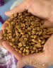 伟嘉猫粮成猫夹心粮 全价粮吞拿鱼1.3kg布偶蓝猫橘猫加菲英短猫咪 实拍图