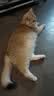 美滋元成猫猫粮 三文鱼味成猫粮全猫咪通用天然粮全价猫粮 三文鱼 成猫粮20kg 实拍图