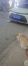皇家狗粮 斗牛犬成犬狗粮 犬粮 宠物中型犬 FBA26 全价犬粮 ≥12月3KG 实拍图