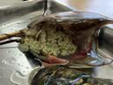 鲜京采 鲜活波士顿龙虾 净重1.8-2kg/只 鲜活到家 源头直发 实拍图