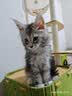 唐米吉吉加粗大型猫爬架猫窝猫树一体太空舱猫架子小户型不占地剑麻猫玩具 150cm 7层【双太空舱冲量款】 实拍图
