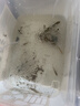 松宝（sobo）鱼缸氧气泵养鱼增氧机充氧泵家用小型制氧机氧气机鱼用充氧器低音 【升级更静 气量可调】双孔8W+气石套餐 实拍图