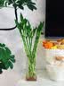 京东鲜花亚克力防摔花瓶插花水养富贵竹透明方形直筒鲜花装饰客厅装饰摆件 实拍图