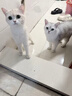 麦富迪猫粮 barf霸弗天然猫粮冻干成猫粮养胃增肌鸡肉1.8kg【宠物金选】 实拍图