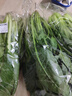 大菠菜300g 实拍图