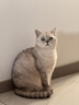 MAG【宠物金选】猫咪布拉迪益生菌猫宠物幼猫成猫调理肠胃2g*20袋 实拍图