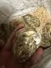 吉娜朵鲜活法国进口活体生蚝12只N0/N1/N4 生鲜牡蛎 即食刺身 源头直发 12N1 实拍图