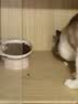 网易严选全价冻干双拼猫粮3.0 猫干粮成猫幼猫通用高鲜肉粮 自营金选1.8kg 实拍图