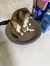 麦富迪猫罐头 红肉猫罐头猫咪零食成幼猫补水亮毛吞拿鱼鸡肉170g*24罐 实拍图