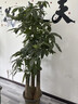 京东绿植发财树步步高盆栽客厅室内大型绿色植物办公室乔迁开业源头直发 实拍图