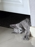pidan猫砂 豆腐猫砂2.4kg*4包强力吸臭纯猫砂 可冲厕所非膨润土砂 实拍图
