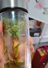 希诺（heenoor）双层玻璃杯男士办公泡茶杯送礼耐高温大容量水杯节日礼物礼盒 经典-适中适量345ml 实拍图