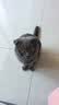BOTH 羊奶猫布丁 猫零食果冻 猫奶酪羊奶猫湿粮 50粒(1大桶） 实拍图