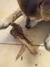 疯狂小狗宠物狗零食牛骨头磨牙棒磨牙洁齿耐啃 小型犬香烤牛腱腿60g 实拍图