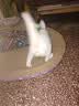 【京东物流】猫抓板磨爪猫窝一体耐磨不掉屑超大号猫玩具猫咪用品 椭圆巨无霸+猫薄荷 实拍图