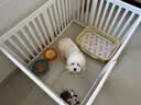 宠莱克 犬两项病毒检测试纸 犬瘟+犬细小 实拍图
