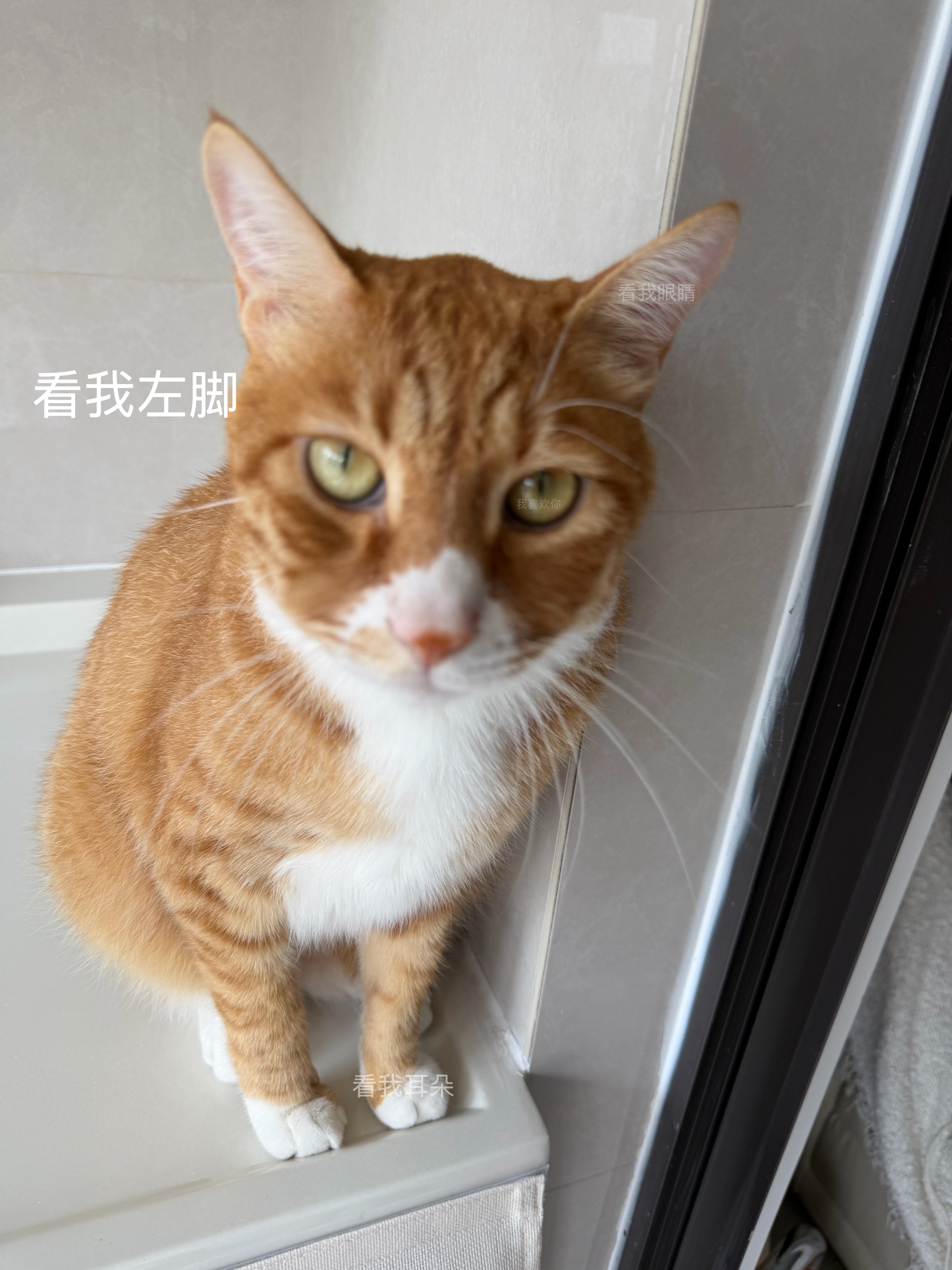 网易严选全价猫粮4.0 宠物主粮成幼猫无谷多重禽肉高蛋白 鸡鸭禽肉味10kg 实拍图