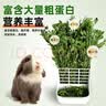 佩安友26年烘干苜蓿草兔子干草头茬新草龙猫荷兰猪幼兔紫花苜蓿草750g 实拍图